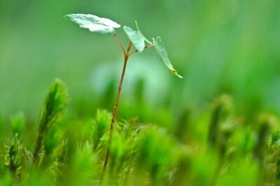 growth