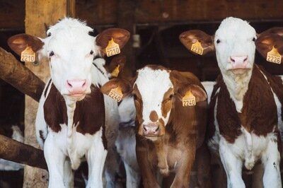 agriculture ERP - cows