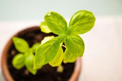 rapid company growth - plant