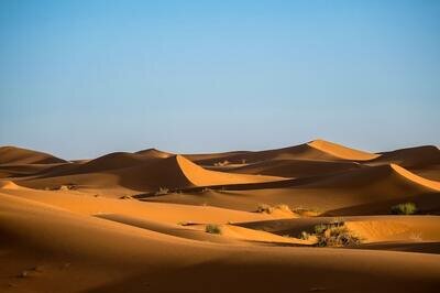 plants in the desert